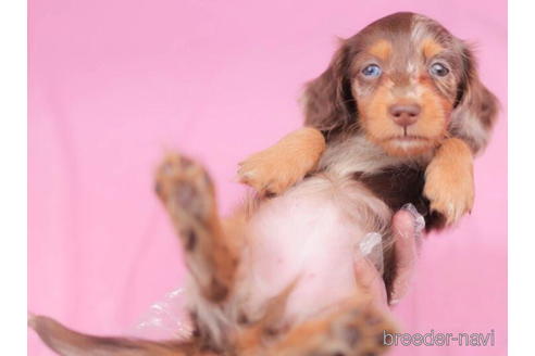 成約済の東京都のミニチュアダックスフンド(ロングヘアード)-206175の4枚目